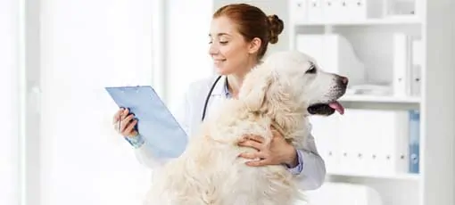 Tierheilpraktiker Berufsbild, Hund wird von der Tierheilpraktikerin gestreichelt