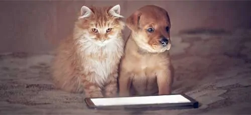 Tierheilpraktiker Fernstudium - Hund und Katze sitzen vor Tablet