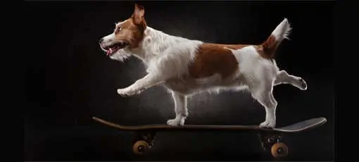 Hundetrainer Ausbildung - Hund steht auf einem Skateboard