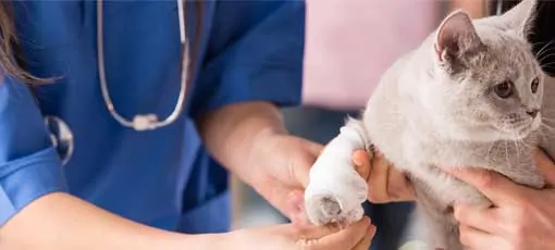 Tierarzt werden, Tierärztin versorgt eine Katze