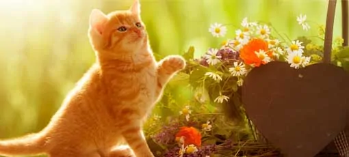 Tierhomöopathie für Tiere - Katze spielt mit Kräutern