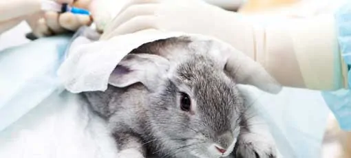 Ausbildung zur tiermedizinischen Fachangestellte - Kaninchen wird behandelt