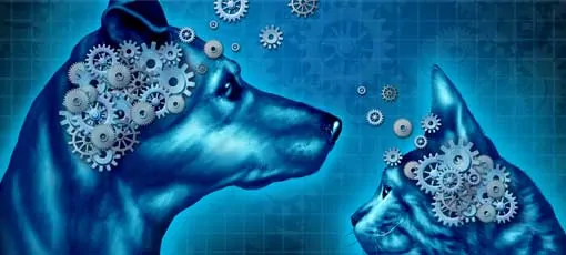 Fernstudium Tierpsychologie - Verhalten von Tieren studieren und verstehen