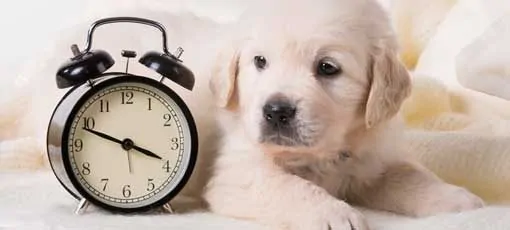Wie lange dauert die Ausbildung zum Tierheilpraktiker?