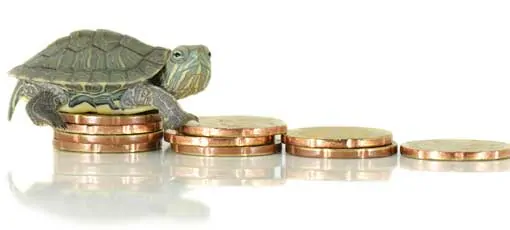 Ausbildung Tierheilpraktiker Kosten - Schildkröte sitzt auf Geldstapel