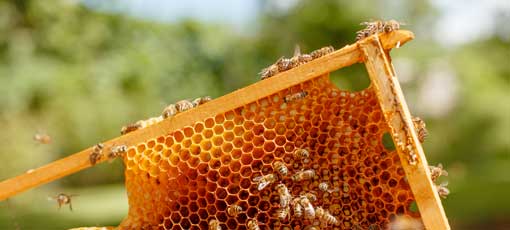 Imkern - Von der Bienenhaltung zum Honigverkauf