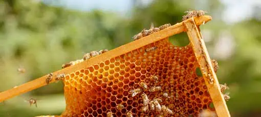 Imkern leicht gemacht: Fernstudium Bienenhaltung und Honigverkauf